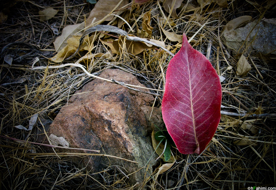 leaf and stone