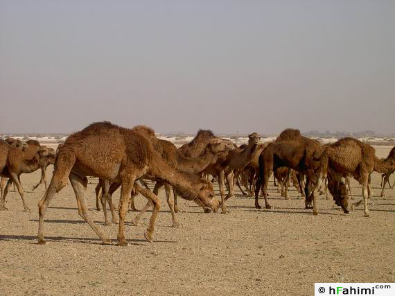 Camels, in Ghasr-e Bahram offroad