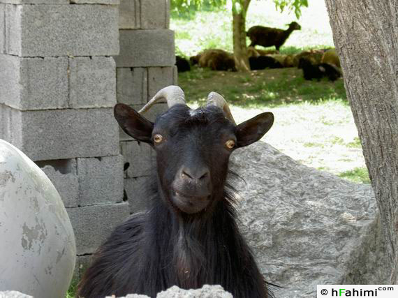 AKHVASH goat !