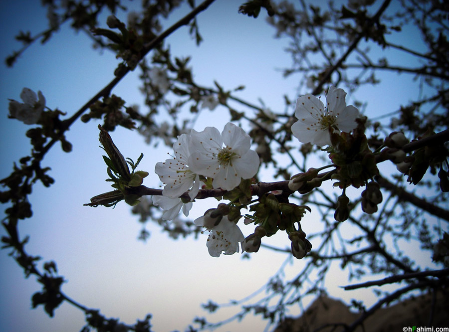 sour cherry blossom
