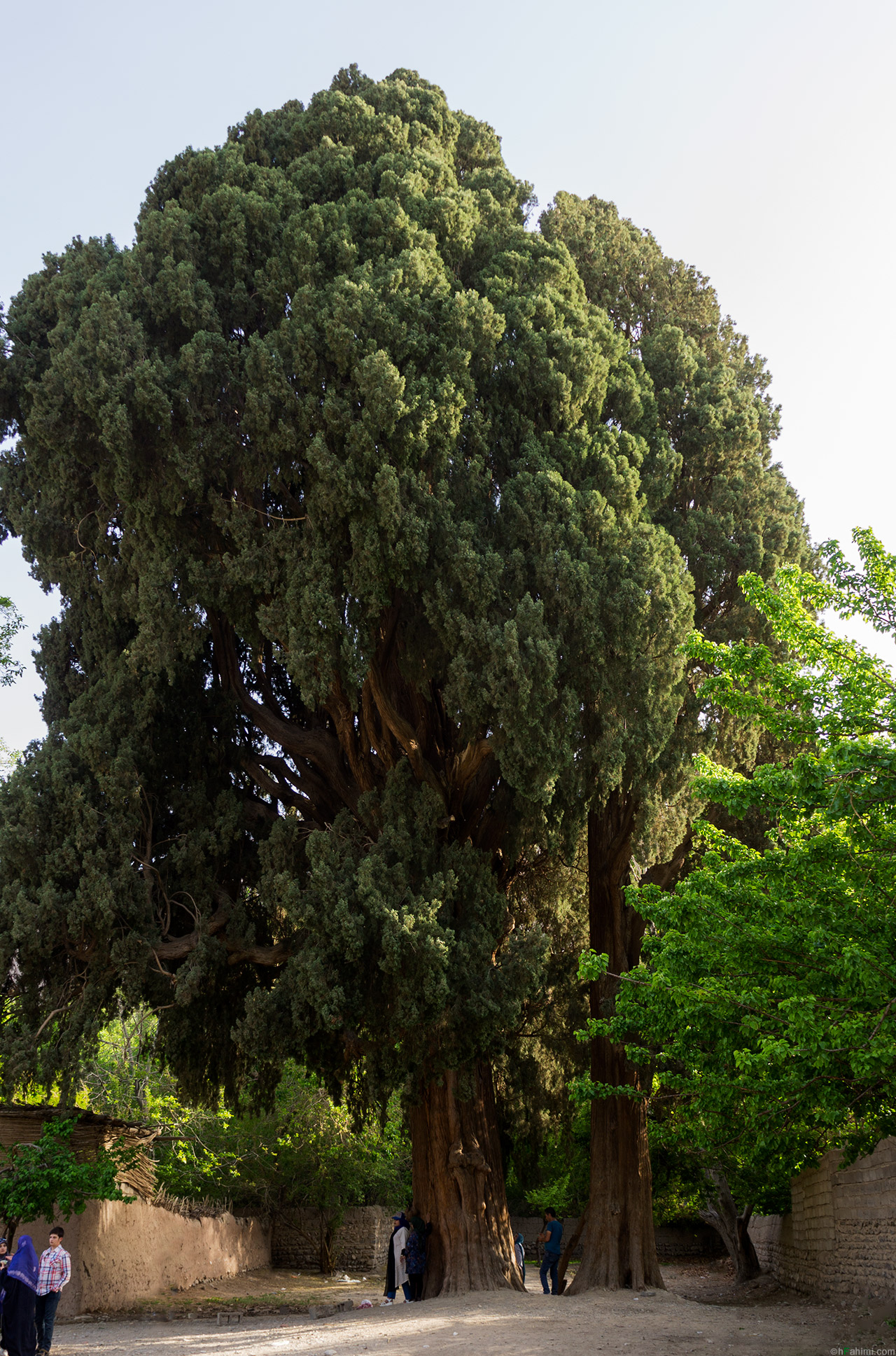 2000 year old Sirch's cypress I