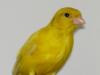 Tala, our canary