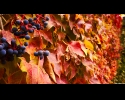 autumnal colors 