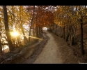 autumnal path